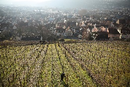 Warming Winter (Almost) Cuts Off a Sweet Wine Tradition in Germany