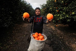 Serving up sustainable food